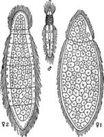 rhopalure gairdii plat ver, ancien illustration. vecteur