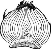 tulipe ampoule ancien illustration. vecteur