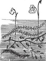 vésicale, carnivore, usine, branches, fleur ancien illustration. vecteur