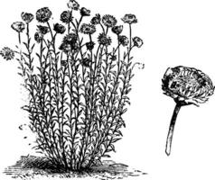 acroclinium roseum habitude et fleur ancien illustration. vecteur