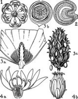 les berbéridacées, les ménispermacées, mahnoliacées, et calycanthacées ordres ancien illustration. vecteur