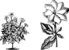 habitude et détaché Célibataire fleur de gardénia thunberge ancien illustration. vecteur