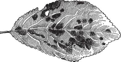 trou de balle champignon ancien illustration. vecteur