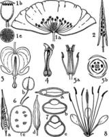 Capparidacées, chélidonium, Cléome, les crucifères, dicentra, fleur, fumaria, les fumariacées, commande, papaver, les papavéracées, anthère, stigmate, pétales ancien illustration. vecteur