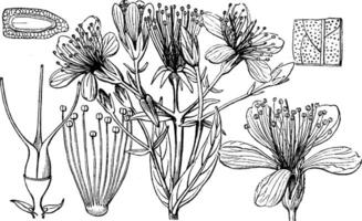 hypericum ancien illustration. vecteur