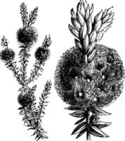 floraison branches de melaleuca squame ancien illustration. vecteur