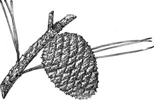 pin cône de le marais pin ancien illustration. vecteur