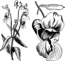 Haut de floraison bifurquer, détaché fleur, et Jeune la graine navire de impatiens royley ancien illustration. vecteur