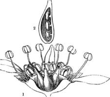 chèvres barbe ancien illustration. vecteur