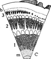 g. scandens inhabituel tige croissance ancien illustration. vecteur