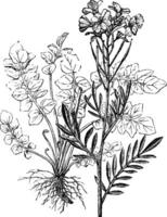 cardamine ancien illustration. vecteur