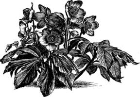 illustration vintage de rose de noël. vecteur