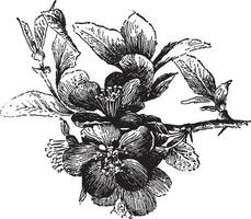 chaenomeles japonica ancien illustration. vecteur