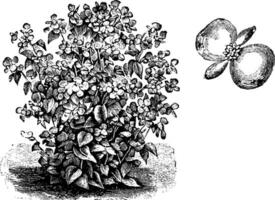 bégonia semperflorens frau maria brandt ancien illustration. vecteur