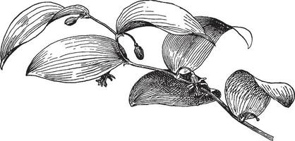 asperges asparagoides ancien illustration. vecteur