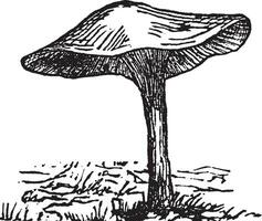 champignon vénéneux ancien illustration. vecteur