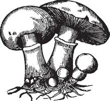 champignon ancien illustration. vecteur