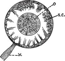 otocyste, ancien illustration. vecteur