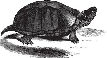 boue tortue, ancien illustration. vecteur