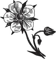 parfait fleur ancien illustration. vecteur