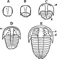 sao Hirsuto, ancien illustration. vecteur