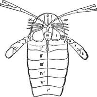 piérygote osiliensis, ancien illustration. vecteur