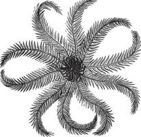 rosé plume étoile, ancien illustration. vecteur