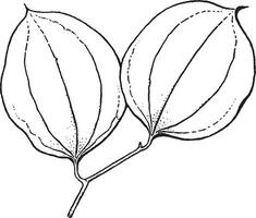 smilax ancien illustration. vecteur