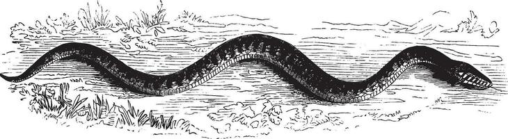 serpent glissant, ancien illustration. vecteur