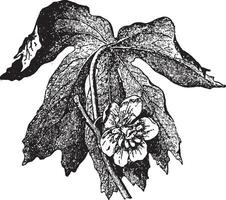 illustration vintage mayapple. vecteur