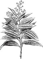 Ceylan cannelle, fleurs et feuilles, ancien gravure. vecteur