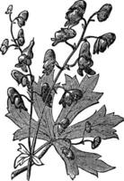 fleur de aconit ou aconitum napellus gravé illustration. vecteur