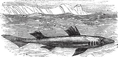 épineux chien de mer, l'aiguillat, boue requin, piquée chien de mer ou bourrasque acanthies ancien gravure vecteur