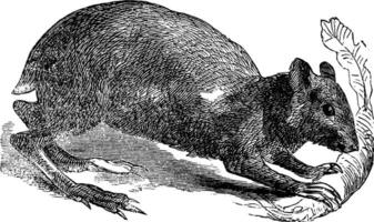 agouti ou dasyprocta agouti gravure. vecteur