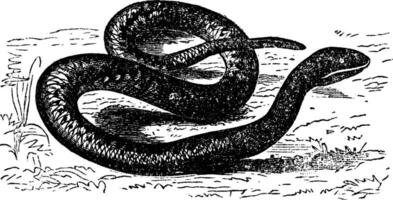 vipera aspis ou européen vipère. ancien gravure. vecteur