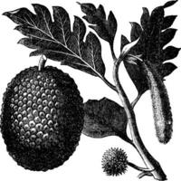 fruit à pain, artocarpe ou artocarpus altilis vieux gravure. vecteur