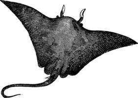 manta rayon, manta birostris ou céphaloptère vampire rayon ancien gravure vecteur