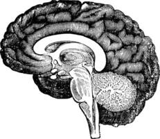 verticale section de côté vue de une Humain cerveau ancien gravure. vecteur