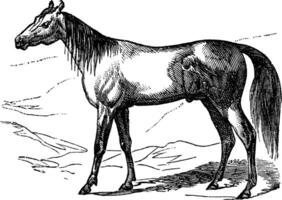 arabe cheval ancien gravure vecteur
