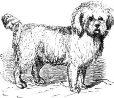 barbet ou canis lupus familiaris ancien gravure vecteur