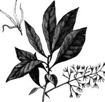 blanc frange ou chionanthus virginicus ancien gravure vecteur
