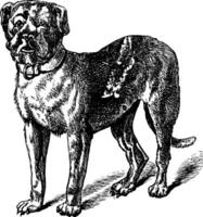 dogue ou dogue de Bordeaux ou Bordeaux mastiff ou français mastiff ou bordeauxchien ou canis lupus familiaris ancien gravure vecteur