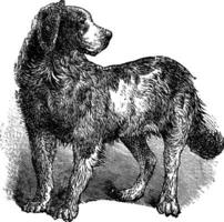 Terre-Neuve ou canis lupus familiaris ancien gravure vecteur