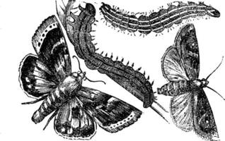 jeune hibou papillon de nuit ou noctuidae ancien gravure vecteur