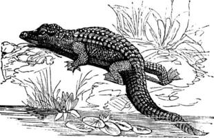 Nil crocodile ou crocodile niloticus ancien gravure vecteur