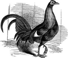 gamecock ou Jeu coq ou Jeu jeune coq ou Gallus Gallus vecteur