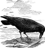 commun corbeau ou nord corbeau ou corvus corax ancien gravure vecteur