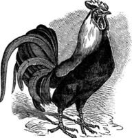 coq ou jeune coq ou coq ou Gallus Gallus ancien gravure vecteur