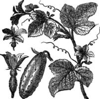 concombre ou cucumis sativus ancien gravure vecteur