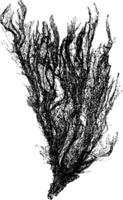 guêpe et herbe varech ou ulva intestinale, ancien gravure vecteur